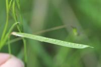 Lathyrus nissolia
