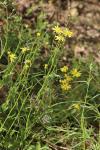 Senecio inaequidens