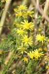 Senecio inaequidens