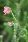 Erica tetralix