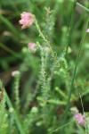 Erica tetralix