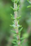 Erica tetralix