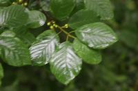 Frangula alnus