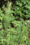 Struthiopteris spicant