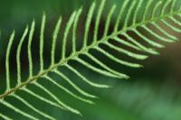 Struthiopteris spicant