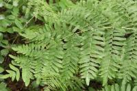 Osmunda regalis