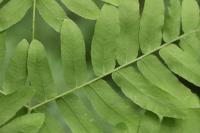 Osmunda regalis