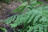 Osmunda regalis