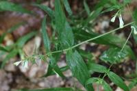Melampyrum pratense