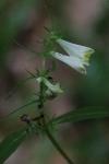 Melampyrum pratense