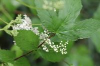 Filipendula ulmaria