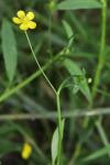 Ranunculus flammula