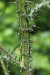 Cirsium palustre