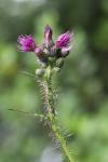 Cirsium palustre