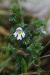 Euphrasia officinalis