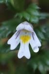 Euphrasia officinalis