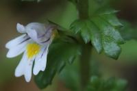 Euphrasia officinalis