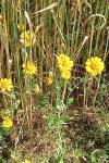 Glebionis segetum