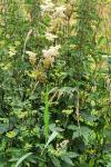Filipendula ulmaria