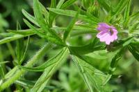 Geranium dissectum