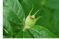 Crataegus germanica