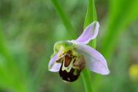 Ophrys apifera
