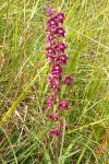 Epipactis atrorubens
