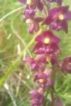 Epipactis atrorubens