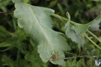 Papaver somniferum