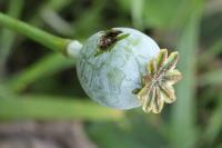 Papaver somniferum
