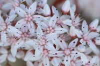 Sedum album