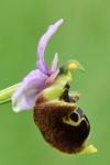 Ophrys holosericea