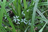 Galium palustre