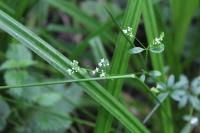 Galium palustre