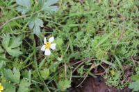 Ranunculus peltatus
