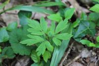 Anemone nemorosa