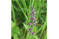 Stachys sylvatica