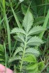 Agrimonia eupatoria