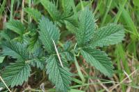 Agrimonia eupatoria