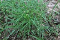 Melica uniflora