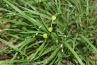 Melica uniflora
