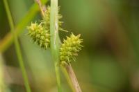 Carex demissa