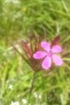 Dianthus armeria