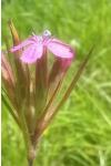 Dianthus armeria