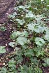 Caltha palustris
