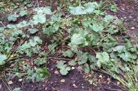 Caltha palustris