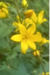 Lysimachia vulgaris
