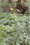 Lysimachia vulgaris