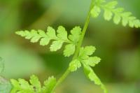 Cystopteris fragilis