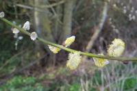 Salix caprea